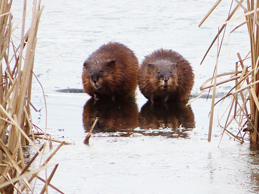 Muskrats at Great Meadows National Wildlife Refuge