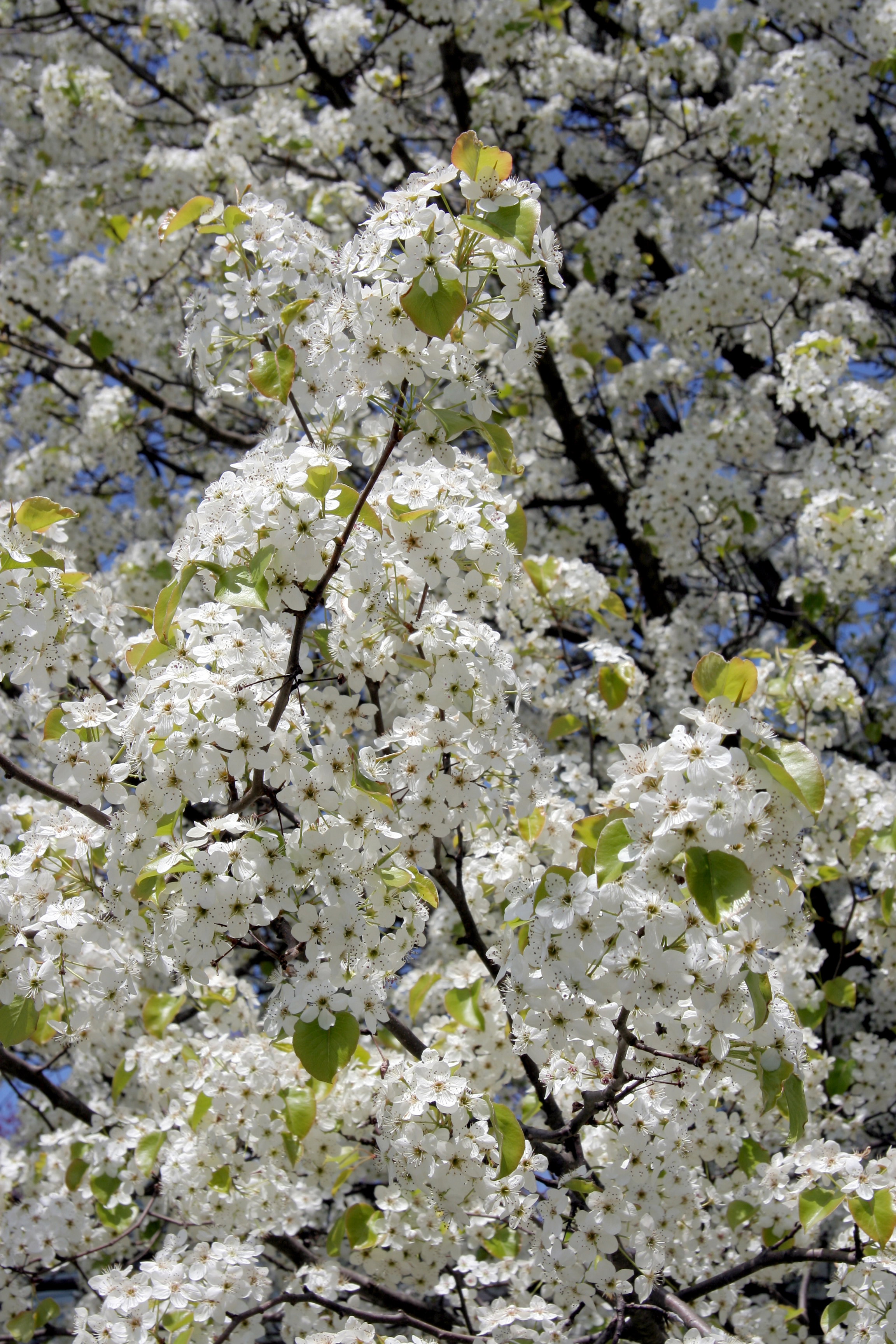 May blossoms in Concord