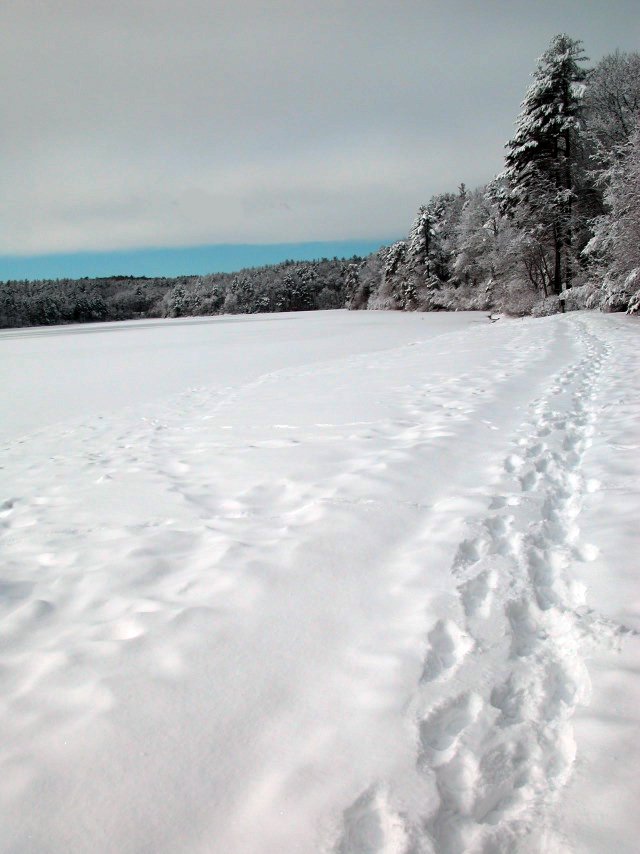 Snow tracks at Walden Pond